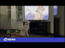 【海外発！Breaking News】映画『ライオン・キング』を初めて見た犬　ムファサの死の場面に反応（米）＜動画あり＞