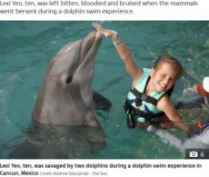【海外発！Breaking News】ツアーで一緒に泳いでいたイルカに海中に引きずり込まれた10歳女児（メキシコ）