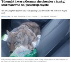 【海外発！Breaking News】運転中に犬をはねてしまった男性、救助し保護するも後にコヨーテと判明（カナダ）