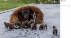 【海外発！Breaking News】カワウソと鬼ごっこやかくれんぼで遊ぶオランウータン一家（ベルギー）