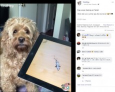 【海外発！Breaking News】性格が激変！　iPadを激しく叩きゲームを楽しむ犬（カナダ）＜動画あり＞