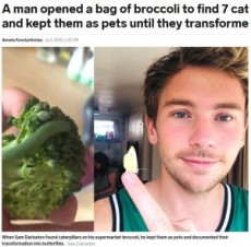 【海外発！Breaking News】スーパーで購入したブロッコリーに青虫を見つけた男性、7匹すべて蝶に育てる（英）