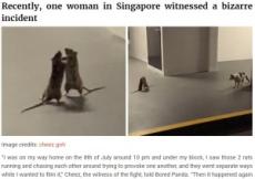 【海外発！Breaking News】「敗者は餌に？」大喧嘩をする2匹のネズミと背後から様子を窺う猫（シンガポール）＜動画あり＞