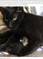 海外発 Breaking News 朝5時に顔なじみの野良猫の訪問を受けた女性 赤ちゃんを産むためだったの 米 記事詳細 Infoseekニュース