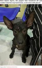 【海外発！Breaking News】街で迷子になった子犬　馴染みの動物病院に助けを求める（タイ）＜動画あり＞