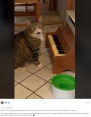 【海外発！Breaking News】ピアノを弾いて餌を要求する猫　飼い主「今じゃないでしょ」（米）＜動画あり＞