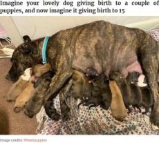 【海外発！Breaking News】保護した野良犬、居間で15匹の子犬を産む　分娩は11時間（米）＜動画あり＞