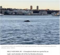 【海外発！Breaking News】米ハドソン川にクジラ現る　水質の改善により目撃例が増加＜動画あり＞