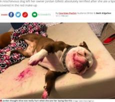 海外発 Breaking News 血 事件 いたずら犬に飼い主は 心臓が止まるかと思った 米 記事詳細 Infoseekニュース