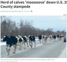 【海外発！Breaking News】牧場から逃げ出した75頭の牛が国道を激走　目撃者「牛たちの目は輝いていた」（米）＜動画あり＞