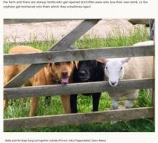 海外発 Breaking News 自分を犬と思い込む羊 遠くから群れを眺める姿に笑いの声 英 動画あり 記事詳細 Infoseekニュース