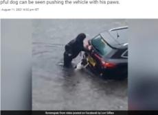 【海外発！Breaking News】洪水の中、浸水した車を押して危機から救った犬に「グッジョブ！」（スコットランド）＜動画あり＞