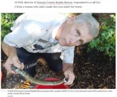 【海外発！Breaking News】「家の下にヘビが…」通報で駆けつけた爬虫類レスキュー隊、90匹超のガラガラヘビを捕獲（米）