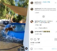 【海外発！Breaking News】愛犬のせいで裏庭が洪水状態に　真顔の愛犬に飼い主大笑い（米）＜動画あり＞