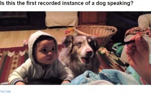 海外発 Breaking News 赤ちゃんに ママ と言わせたかった家族 先に言えたのは犬だった 米 動画あり 記事詳細 Infoseekニュース