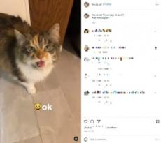 【海外発！Breaking News】飼い主に「OK！」と人間の言葉で返事をする“OKキャット”が超キュート＜動画あり＞