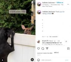 【海外発！Breaking News】飼い犬に会いに毎日やってくるシカ、フェンス越しに会話やキスも！（米）＜動画あり＞