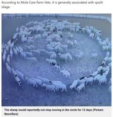 【海外発！Breaking News】12日間ノンストップでグルグルと歩き続ける羊の群れ　奇妙な行動が話題に（中国）＜動画あり＞