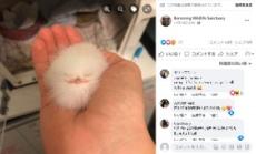 【海外発！Breaking News】道端に落ちていた白い毛玉　拾ってみると鳥のヒナと判明（豪）