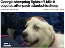 【海外発！Breaking News】コヨーテの群れに襲われた牧場の羊、番犬が8匹を噛み殺して返り討ちに（米）