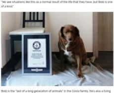 【海外発！Breaking News】世界一の長寿犬は30歳超　ギネス史上最高齢にも認定（ポルトガル）＜動画あり＞