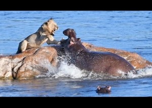 海外発！Breaking News】苛立つカバ、縄張りに侵入したライオンに牙をむき襲う（南ア）＜動画あり＞｜Infoseekニュース