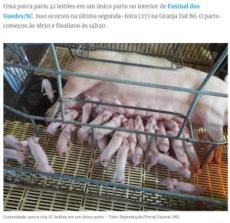 【海外発！Breaking News】1回の出産で41匹産んだ豚「スーパーピッグ」と称賛される（ブラジル）＜動画あり＞
