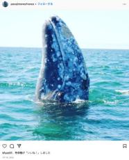 【海外発！Breaking News】頭の“シラミ”を取ってほしい野生のクジラ、ボートに近づいて助けを求める（メキシコ）＜動画あり＞