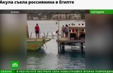 【海外発！Breaking News】父親の目前で起きたサメの激しい攻撃　23歳ロシア人男性、為す術もなく死亡（エジプト）＜動画あり＞