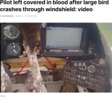 【海外発！Breaking News】巨大な鳥に突っ込まれた小型機、機内の生々しい映像に衝撃（エクアドル）＜動画あり＞