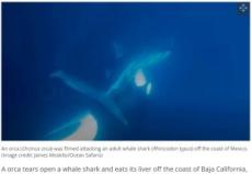 【海外発！Breaking News】シャチが体長8メートル超のジンベエザメを攻撃、肝臓を食べる（メキシコ）＜動画あり＞