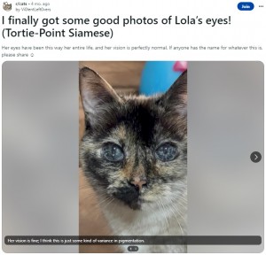 アメリカ80年代ビンテージ　美しい瞳と上品な佇まいに引き込まれる猫 アメリカ80年代ビンテージ美しい瞳と上品な佇まいに引き込まれる猫