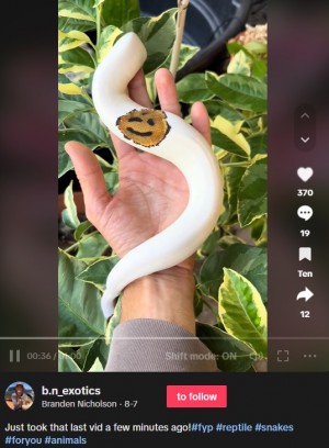 魔術ペン✨赤目白蛇アルビノ 飛鳥さんのお父様にいただいた蛇の文鎮🐍 白蛇様になりました