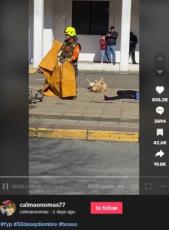 【海外発！Breaking News】事故訓練に飛び入り参加、死んだふりの犬に「オスカーを！」の声（チリ）＜動画あり＞