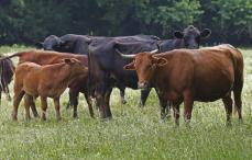 米国産牛肉高騰、調達に苦戦