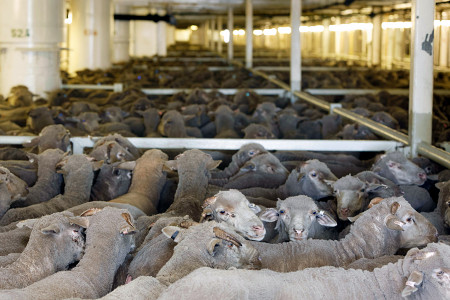 羊の洋上輸出、２８年に廃止