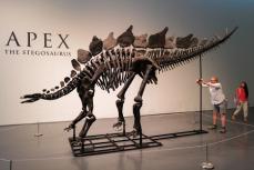 ステゴサウルスの化石、競売に