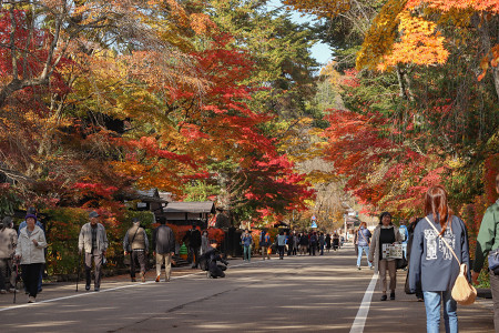 武家屋敷の紅葉が見頃