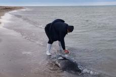 カスピ海でアザラシ大量死