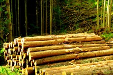 松阪市「間伐材買い取り制度」は希望の光