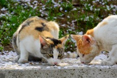 野良猫への餌やりに責任、条例化の是非