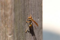 猛暑の今年はハチに注意！ハチを見かけたとき刺されたときどうするか？
