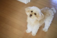 愛犬がストレスで若白髪になることも！注意したい犬のストレス