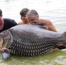 タイで子どもの身長を超える巨大魚を発見…体長1．5メートル｜Infoseek