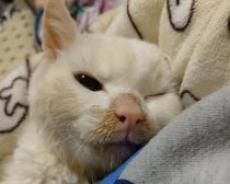 25歳で亡くなった長寿猫・へちまちゃん。飼い主さんが「最後の姿まで私の自慢です」と言い切る理由に涙