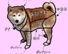 柴犬の体臭を調査した「におい分布図」が予想外すぎてびっくり！“まさかのニオイ”も