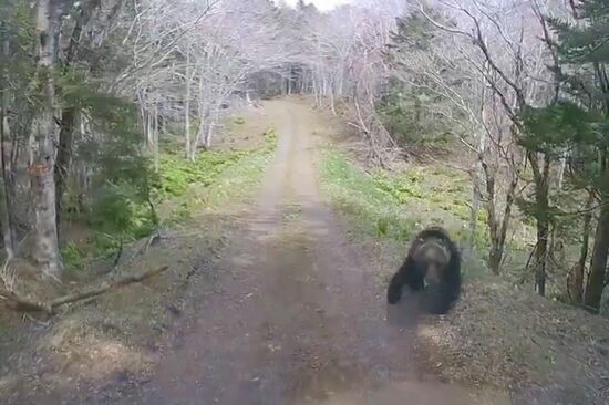 「車内でも助かる保証ない」軽トラがヒグマに襲われる衝撃動画！ 危険な“春の子連れ熊”