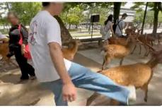 「逮捕しろ！」奈良公園の鹿を“観光客”が蹴り飛ばす暴行動画、文化財保護法違反で実刑判決も