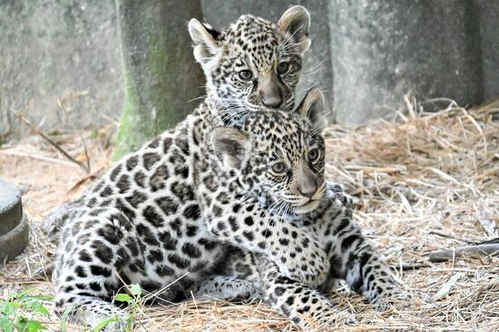 「可愛すぎる！」夏休みに会いに行きたい、今年生まれた動物園の赤ちゃんたち