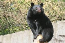 秋田のクマは吹き矢麻酔→電気ショック→焼却、駆除対応に県外から集まる暴言カスハラ電話